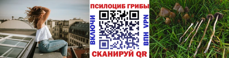 купить наркоту  Жигулёвск  Псилоцибиновые грибы прущие грибы 